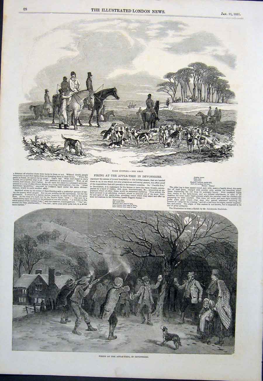 Original Old Antique Print Hare Hunting Hunt Hounds Apple Tree Devonshire 1851