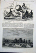 Old Antique Print Pigeon Pigeons Philoperisteron Corn Field Davidson Art