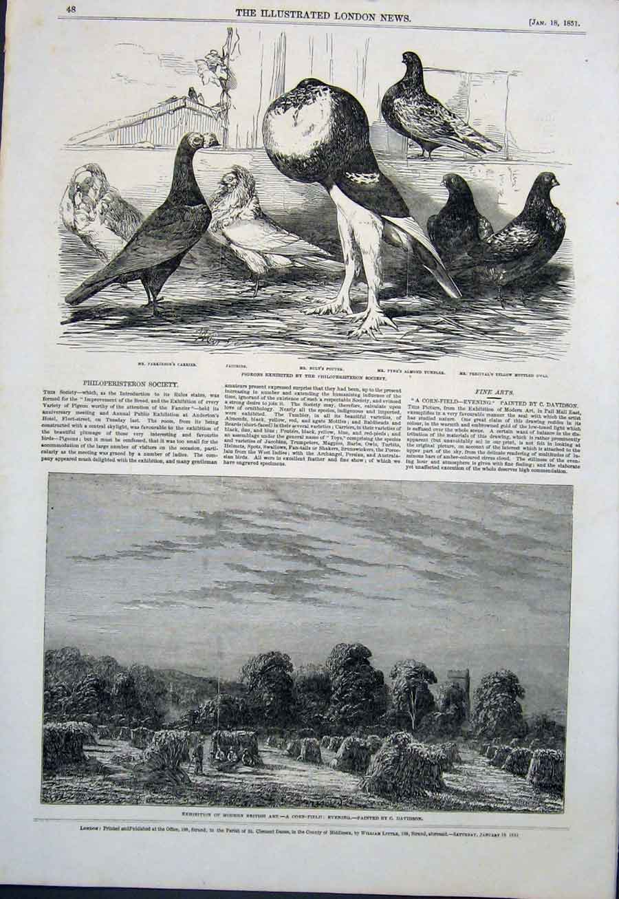 Old Antique Print Pigeon Pigeons Philoperisteron Corn Field Davidson Art