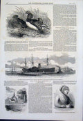 Original Old Antique Print Mandarin Ducks Steam Ship Atlantic Read Cowes Surrey