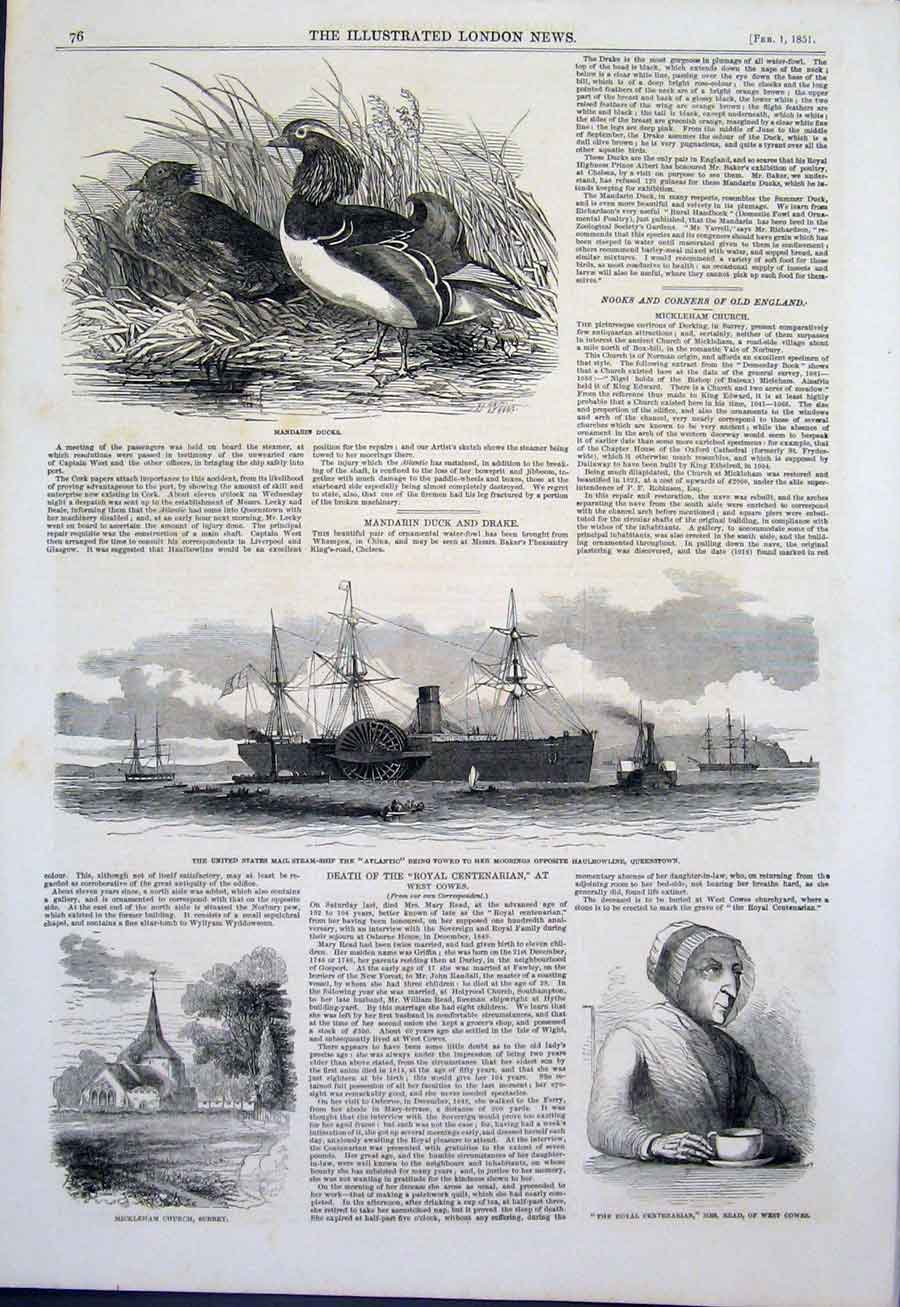 Original Old Antique Print Mandarin Ducks Steam Ship Atlantic Read Cowes Surrey