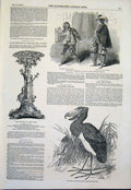 Old Antique Print Haymarket Theatre London Plate Hay Nile Bird Birds 1851 19th