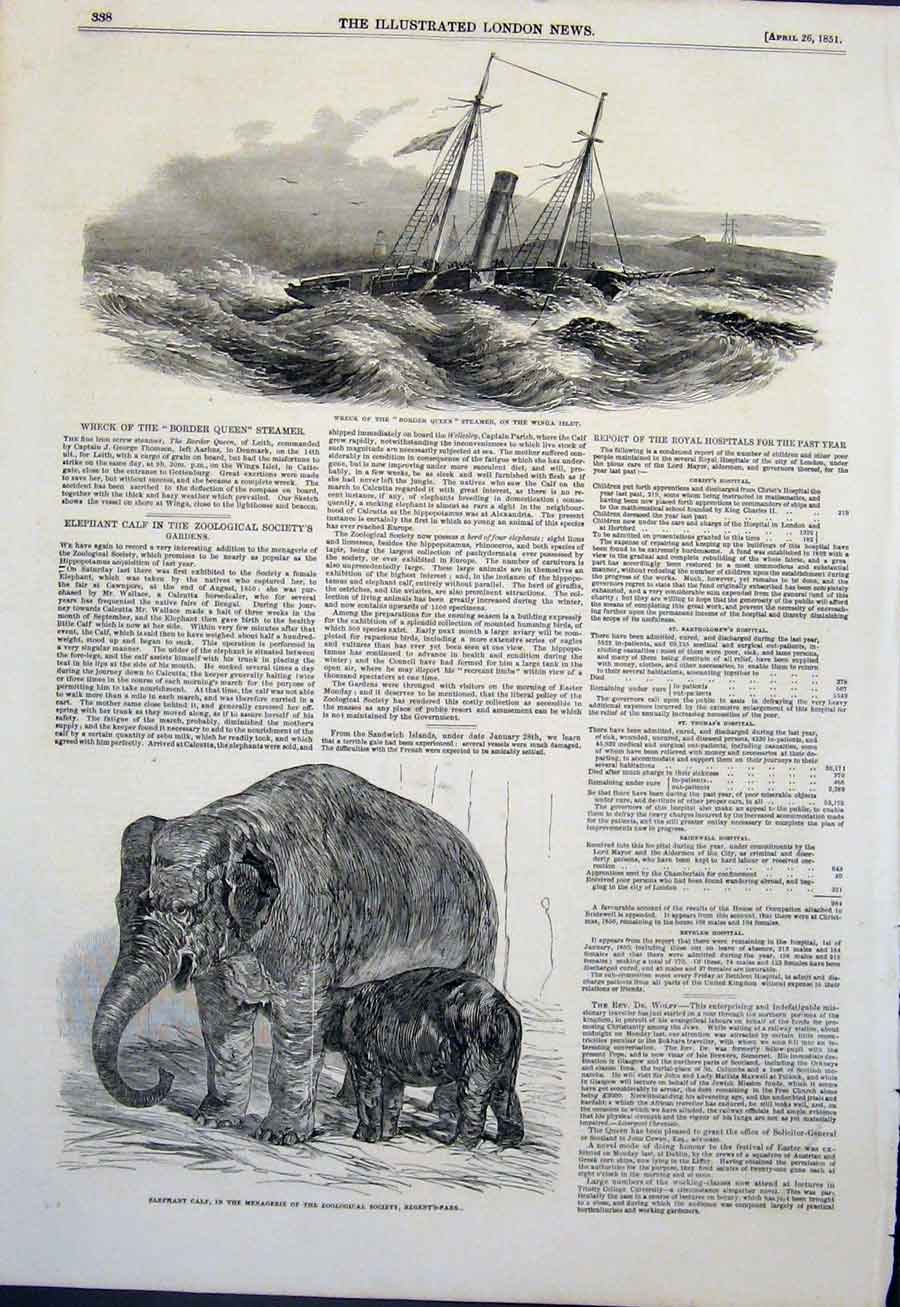 Original Old Antique Print Wreck Border Queen Steamer Elephant Calf Zoo Regent'S