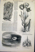 Old Antique Print Flora Fauna Tulip Humming Birds Flower Lily Church 1851 19th