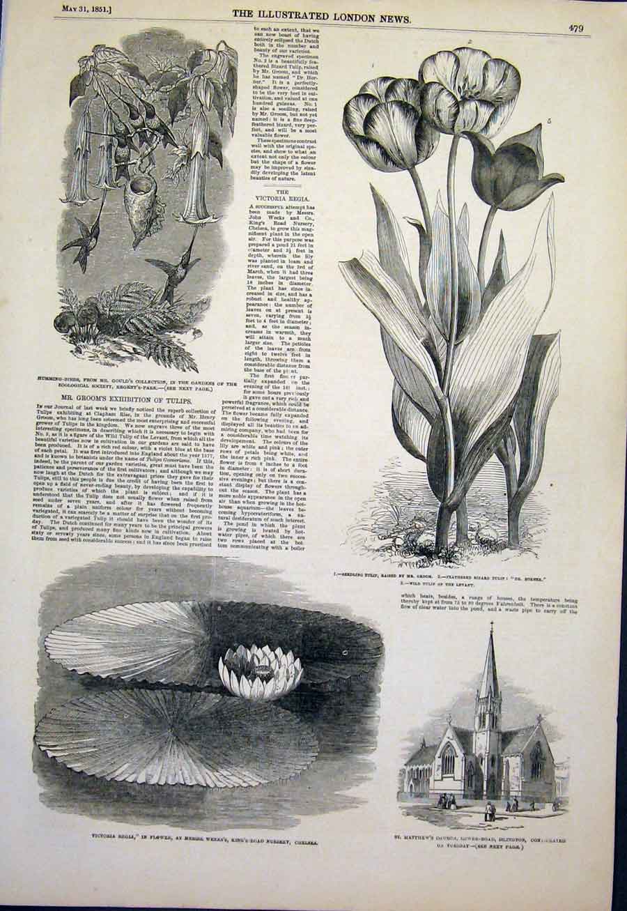 Old Antique Print Flora Fauna Tulip Humming Birds Flower Lily Church 1851 19th
