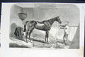 Old Antique Print Race Horse Scott Reiver Winner Newmarket Races Stakes