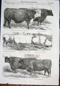 Original Old Antique Print Cattle Royal Agricultural Show Lewes Bull Sheep 1852