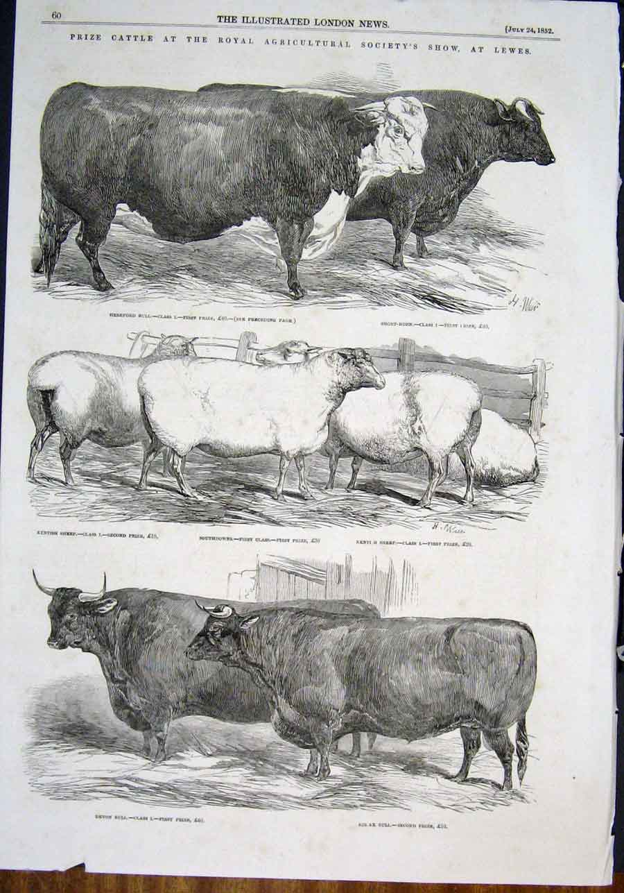 Original Old Antique Print Cattle Royal Agricultural Show Lewes Bull Sheep 1852