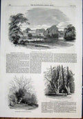 Original Old Antique Print Strathfieldsay Wellington Park Garden 1852 Victorian