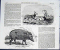 Original Old Antique Print Choiropotamus Red Hog Cameroon Leucorxy Zoo Regent'S