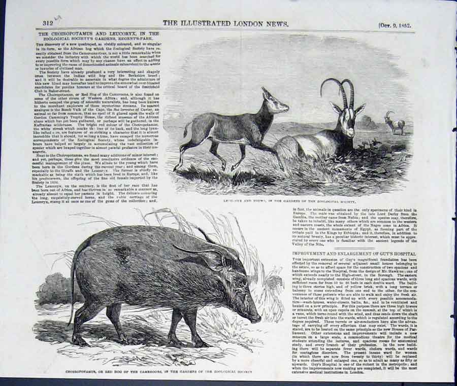 Original Old Antique Print Choiropotamus Red Hog Cameroon Leucorxy Zoo Regent'S