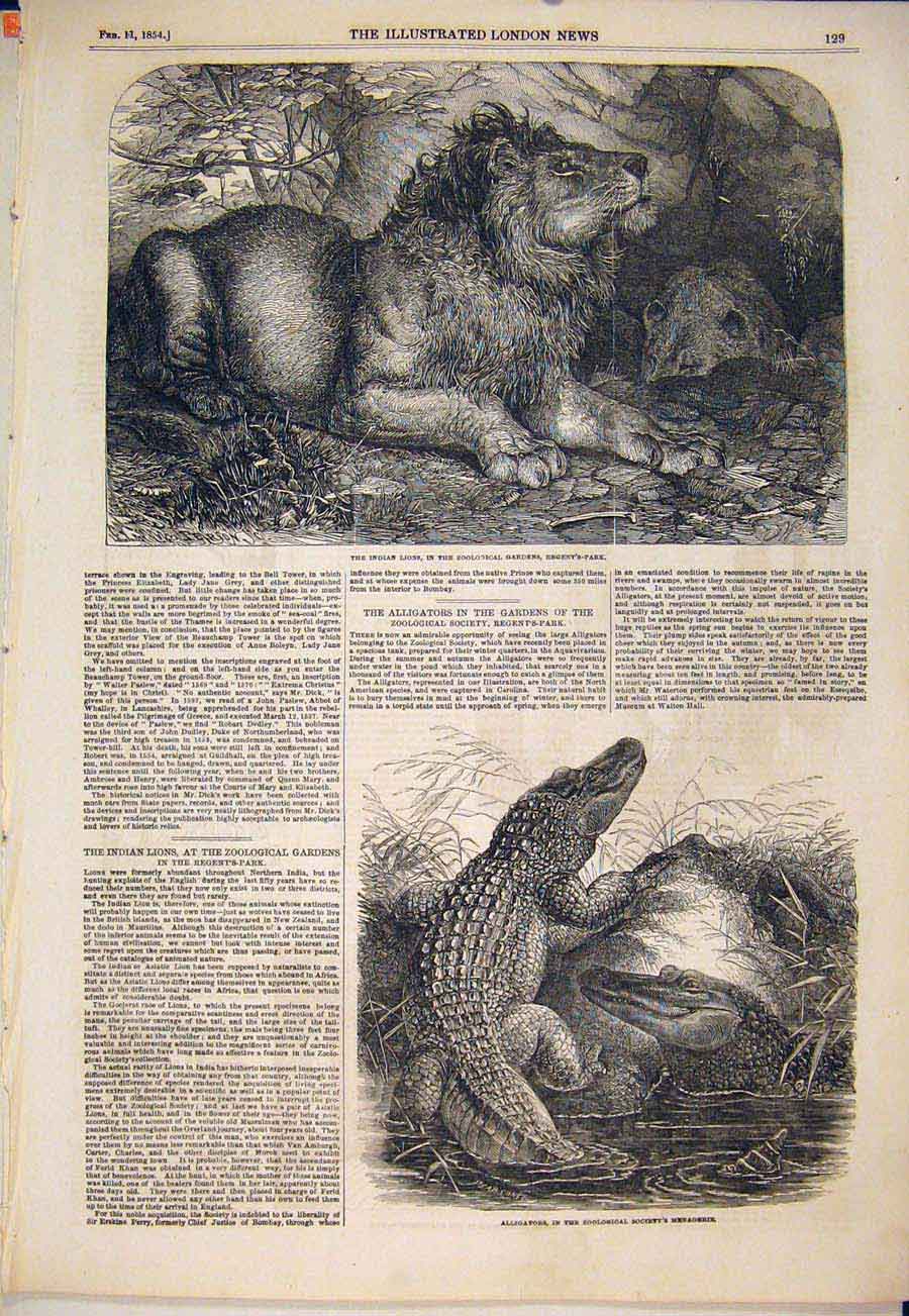 Original Old Antique Print Lion Lions Indian Regent'S Park Zoo Alligators 1854