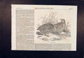 Original Old Antique Print European Quail Birds Wild Bird Nature Fowl 1854 19th