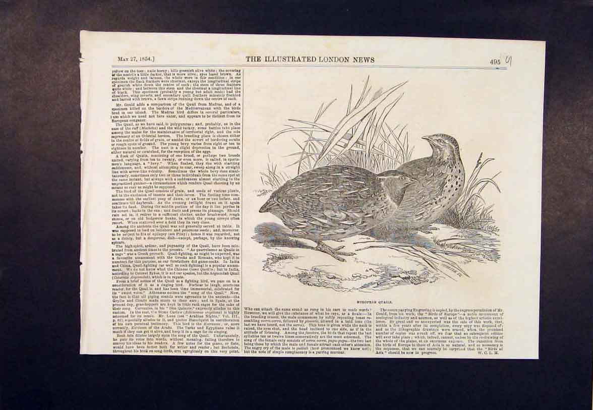 Original Old Antique Print European Quail Birds Wild Bird Nature Fowl 1854 19th
