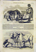 Original Old Antique Print Yak Thibet Ox Carpenter Jun Guxerat Oxen 1859 19th