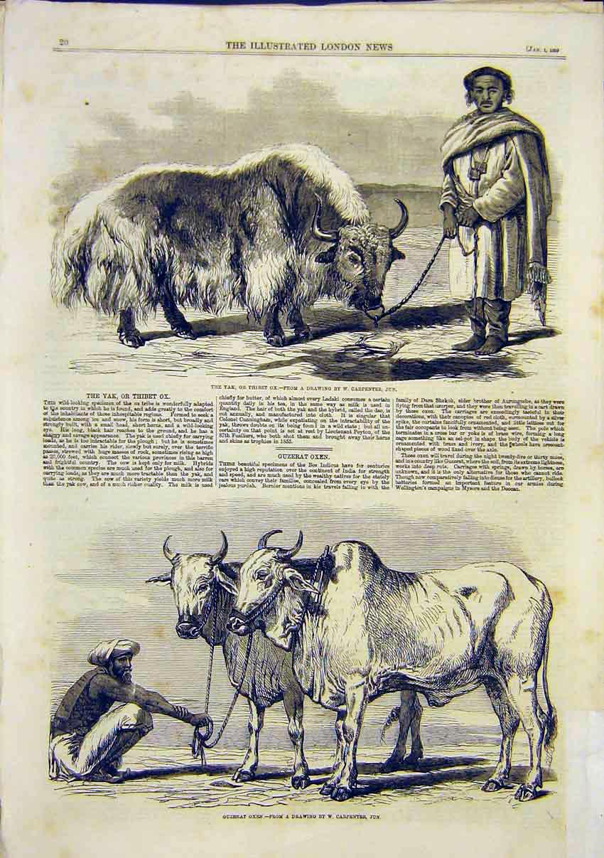 Original Old Antique Print Yak Thibet Ox Carpenter Jun Guxerat Oxen 1859 19th