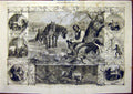 Original Old Antique Print Burns Centenary Mountain Daisy 1859 19th