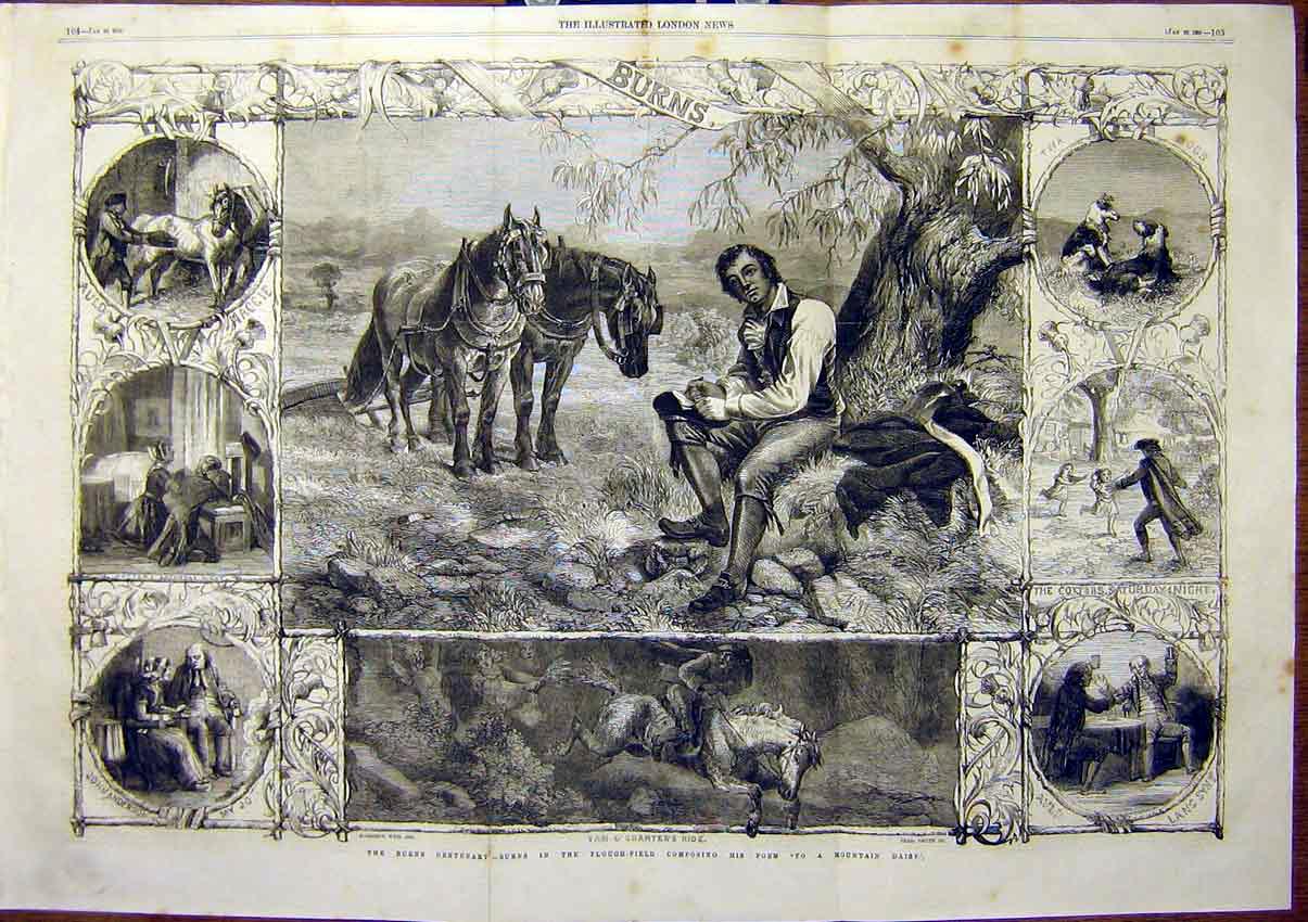 Original Old Antique Print Burns Centenary Mountain Daisy 1859 19th