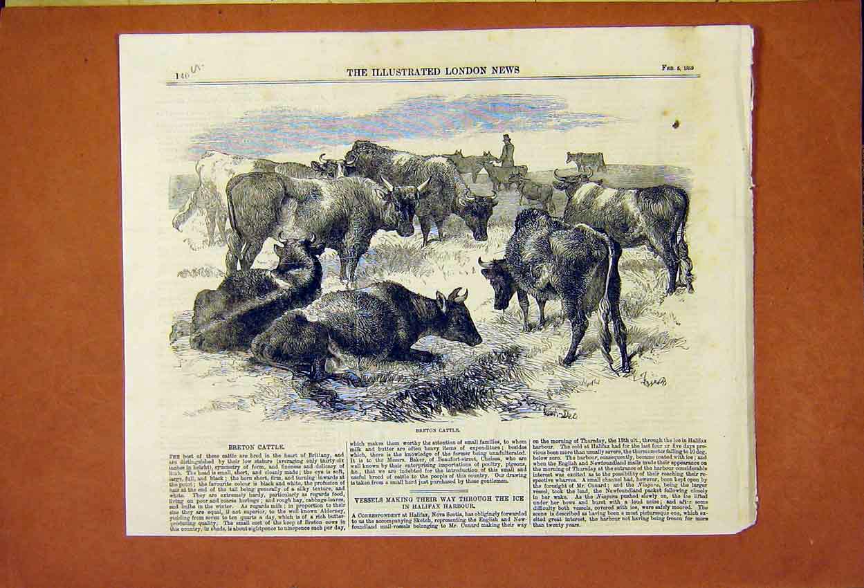 Original Old Antique Print Breton Cattle Brittany France 1859 19th