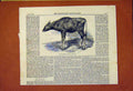 Original Old Antique Print Gaour Calf 1859 Animal 19th Century