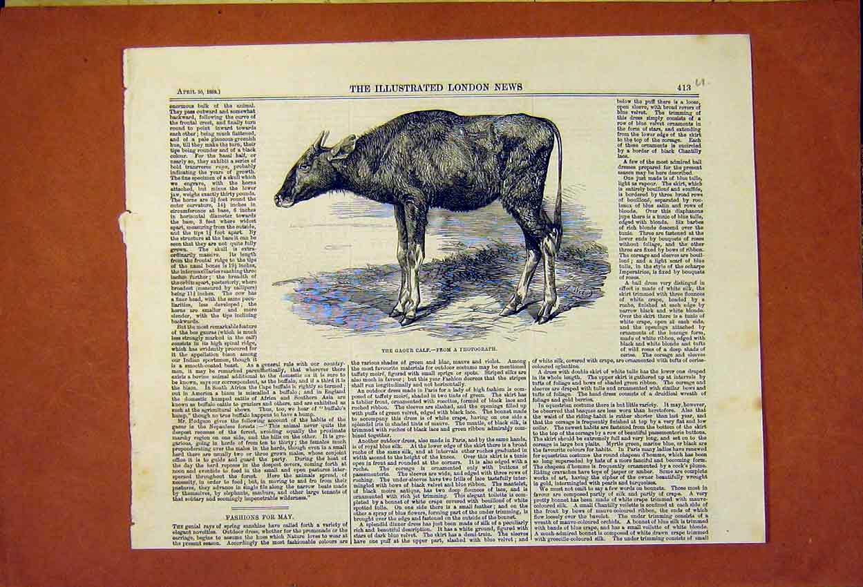 Original Old Antique Print Gaour Calf 1859 Animal 19th Century