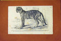 Original Old Antique Print Junglar Fighting Tiger King Oude 1859 19th
