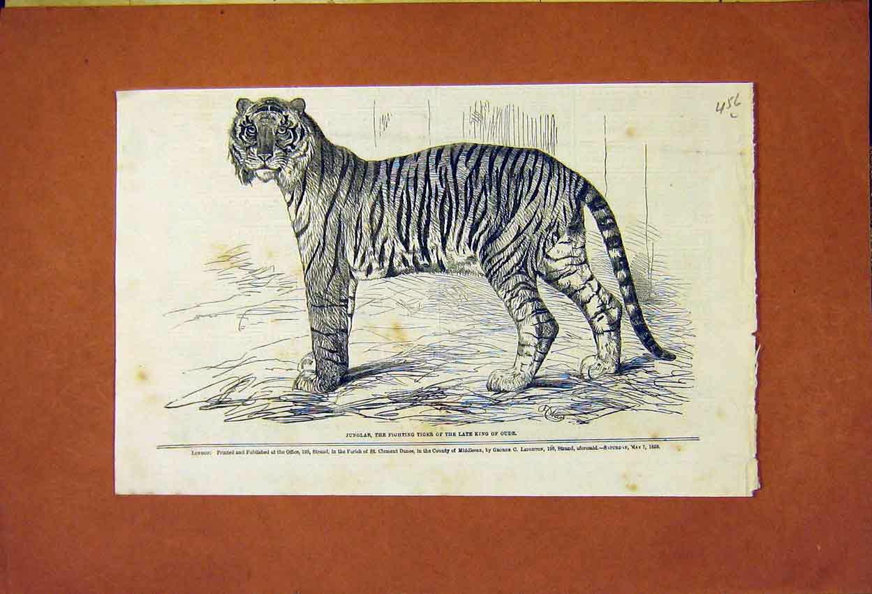 Original Old Antique Print Junglar Fighting Tiger King Oude 1859 19th