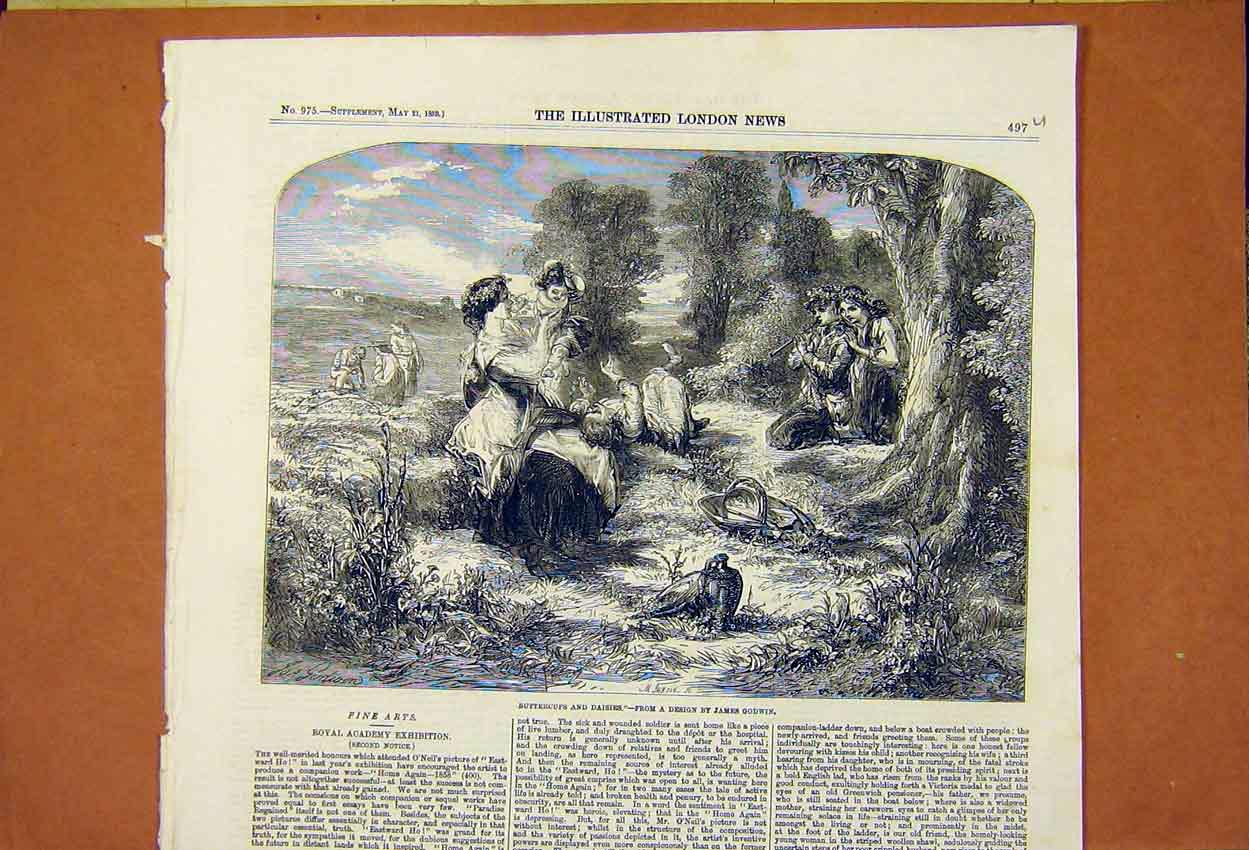 Original Old Antique Print Buttercups And Daisies James Godwin 1859 Victorian
