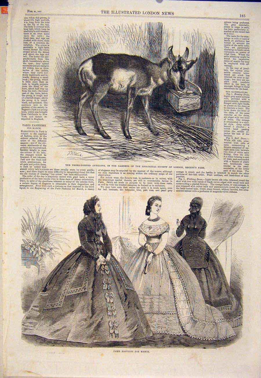 Original Old Antique Print Antelope Zoo London Regent'S Park Paris Fashions 1865