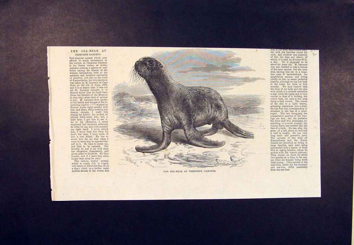 Original Old Antique Print Sea-Bear Seal Cremorne Gardens Lecompte 1865 19th