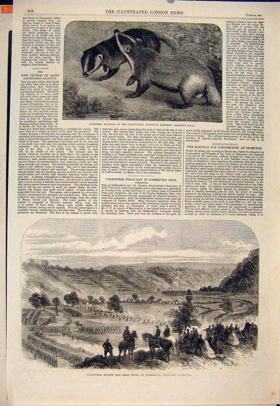 Original Old Antique Print Badgers Zoo Regent'S Park Volunteer Review Somerford