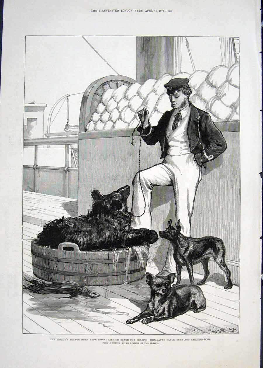 Original Old Antique Print India Voyage Serapis Himalayan Black Bear Dogs 1876