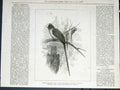 Old Antique Print Chestnut Backed Coly Zoo Cameron Bird Birds London 1876 19th
