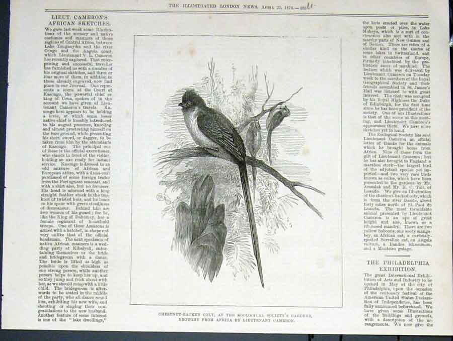 Old Antique Print Chestnut Backed Coly Zoo Cameron Bird Birds London 1876 19th