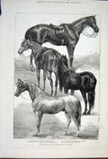 Original Old Antique Print Horse Show Agricultural Hall Islington Horses 1876