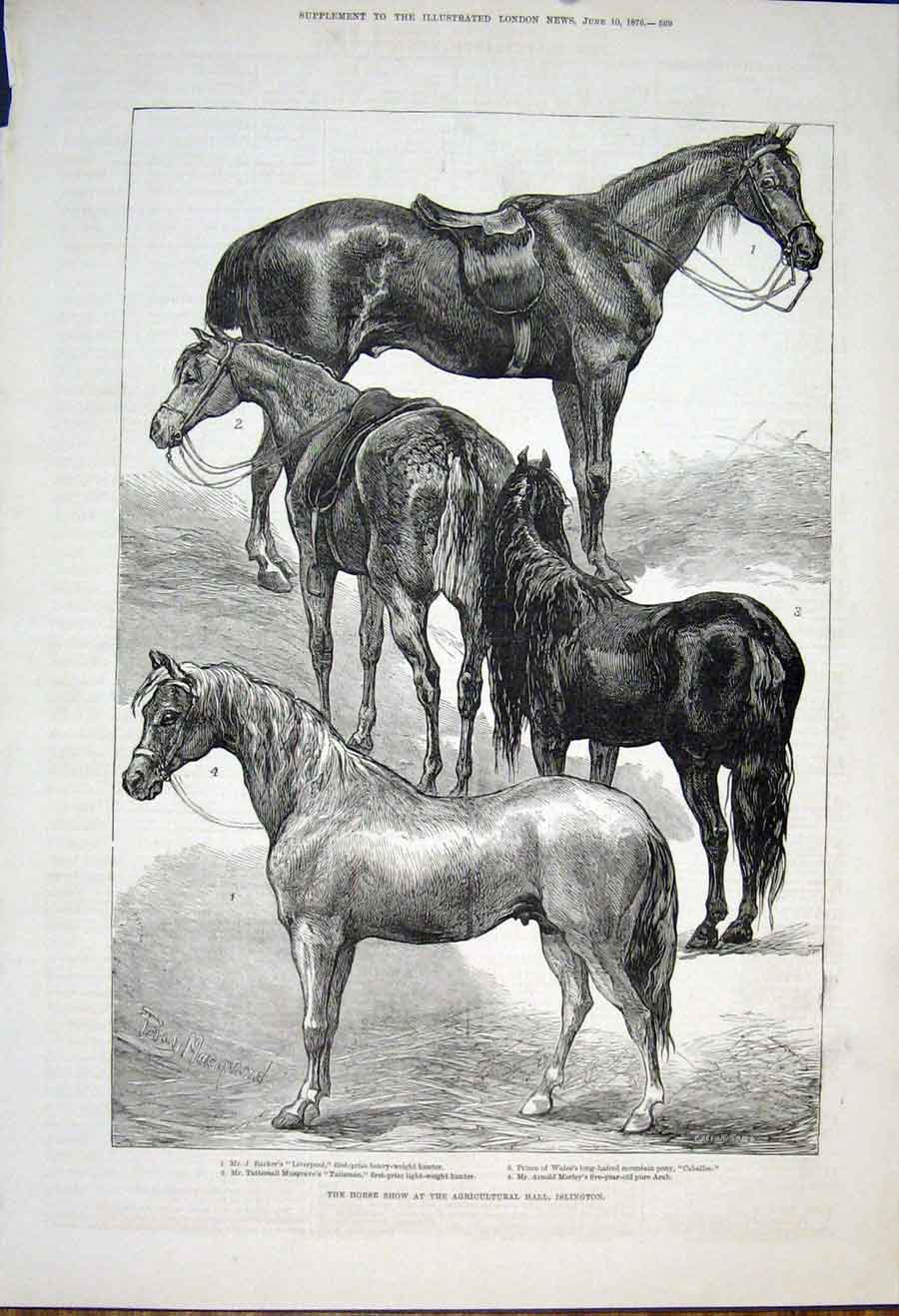 Original Old Antique Print Horse Show Agricultural Hall Islington Horses 1876