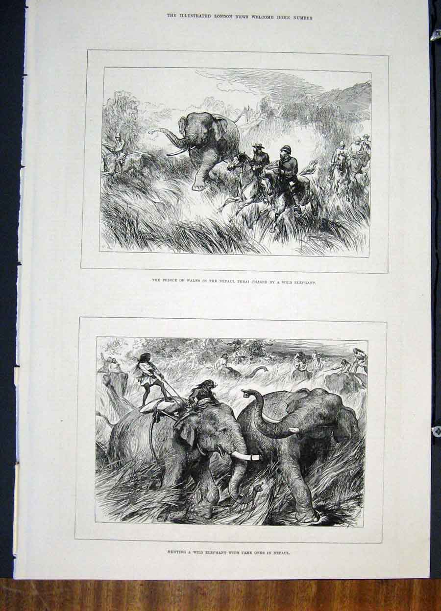 Original Old Antique Print Prince Wales Nepaul Terai Elephant Hunt Hunting 1876