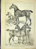 Original Old Antique Print Horses Agricultural Hall Islington Hunter Mare 1888