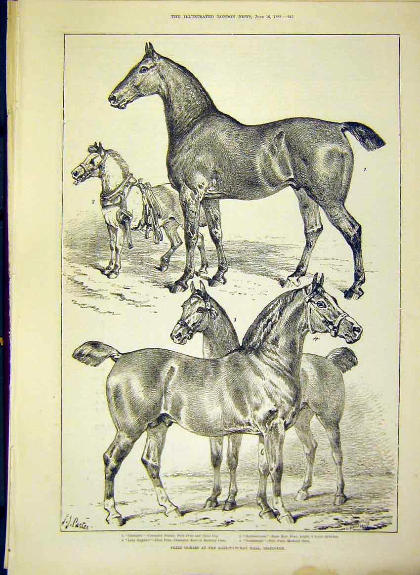 Original Old Antique Print Horses Agricultural Hall Islington Hunter Mare 1888