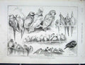 Old Antique Print Bird Show London Ornithological Society Royal Aquarium