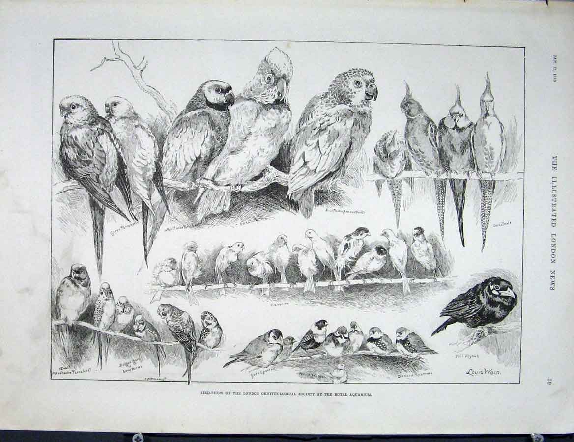 Old Antique Print Bird Show London Ornithological Society Royal Aquarium