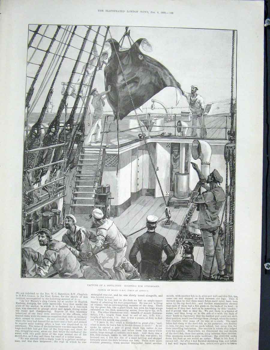 Original Old Antique Print Devil-Fish Devil Fish Hms Antigua Ship