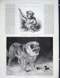 Old Antique Print Chimpanzee Zoo Kennel Club St Bernard Terrier Dog Show