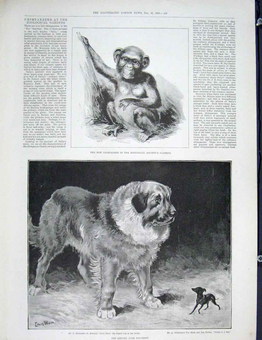 Old Antique Print Chimpanzee Zoo Kennel Club St Bernard Terrier Dog Show