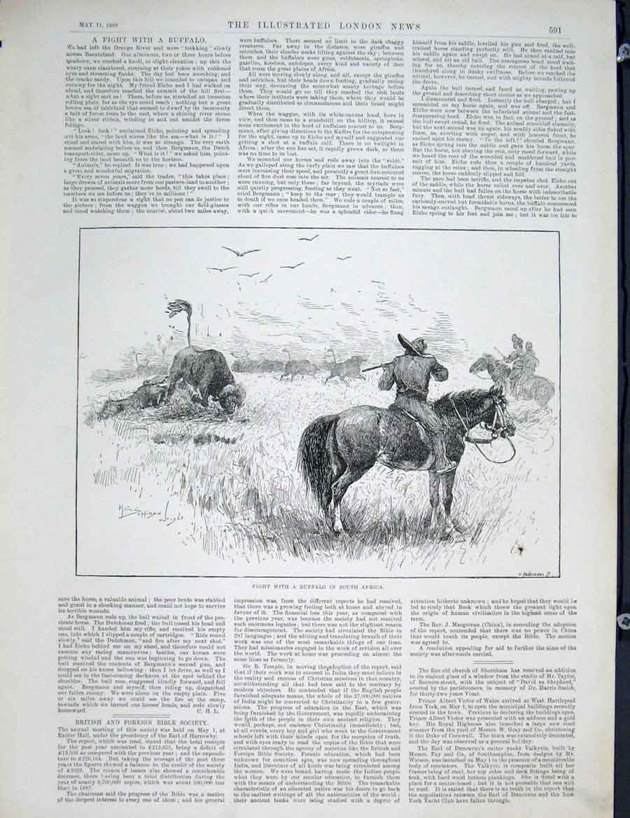 Original Old Antique Print Buffalo Fight South Africa Basutoland 1889 Victorian