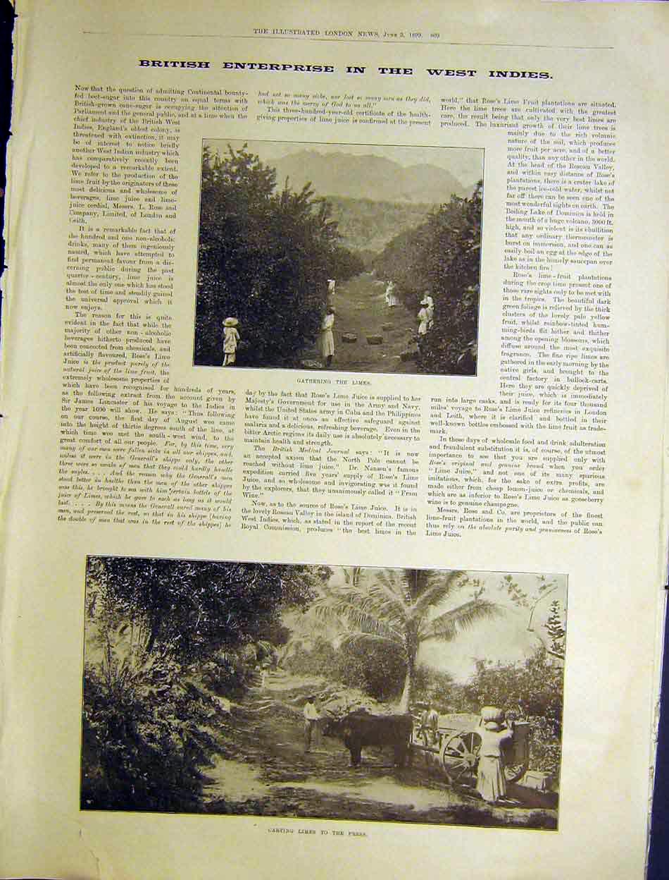Old Antique Print British Enterprise West Indies Limes Rose Company 1899 19th