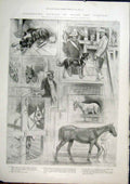 Original Old Antique Print Canada Animals Dog Horse Ship 1901 20th