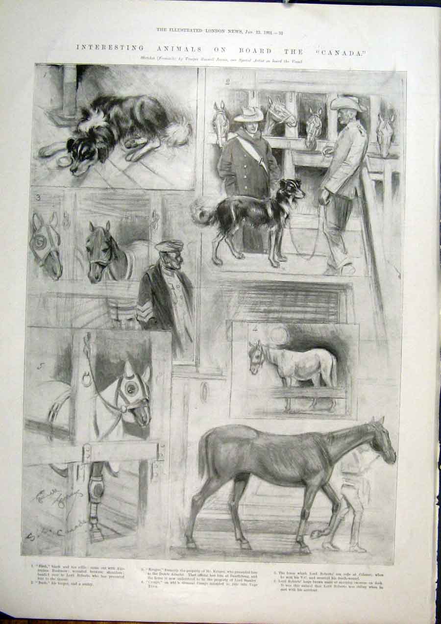 Original Old Antique Print Canada Animals Dog Horse Ship 1901 20th