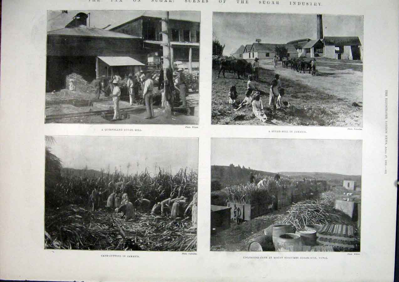 Old Antique Print Sugar Tax Industry Jamaica Natal Africa Queensland 1901 20th