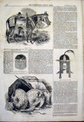 Original Old Antique Print Abyssinian Mule Shoa Queen King Ethopia 1843 19th